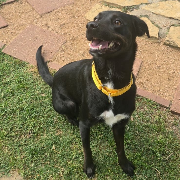 Freya