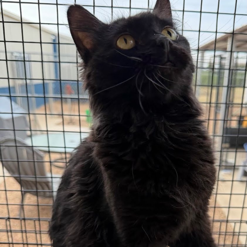 Katy Purry, an adoptable Domestic Medium Hair in Kingman, KS, 67068 | Photo Image 1