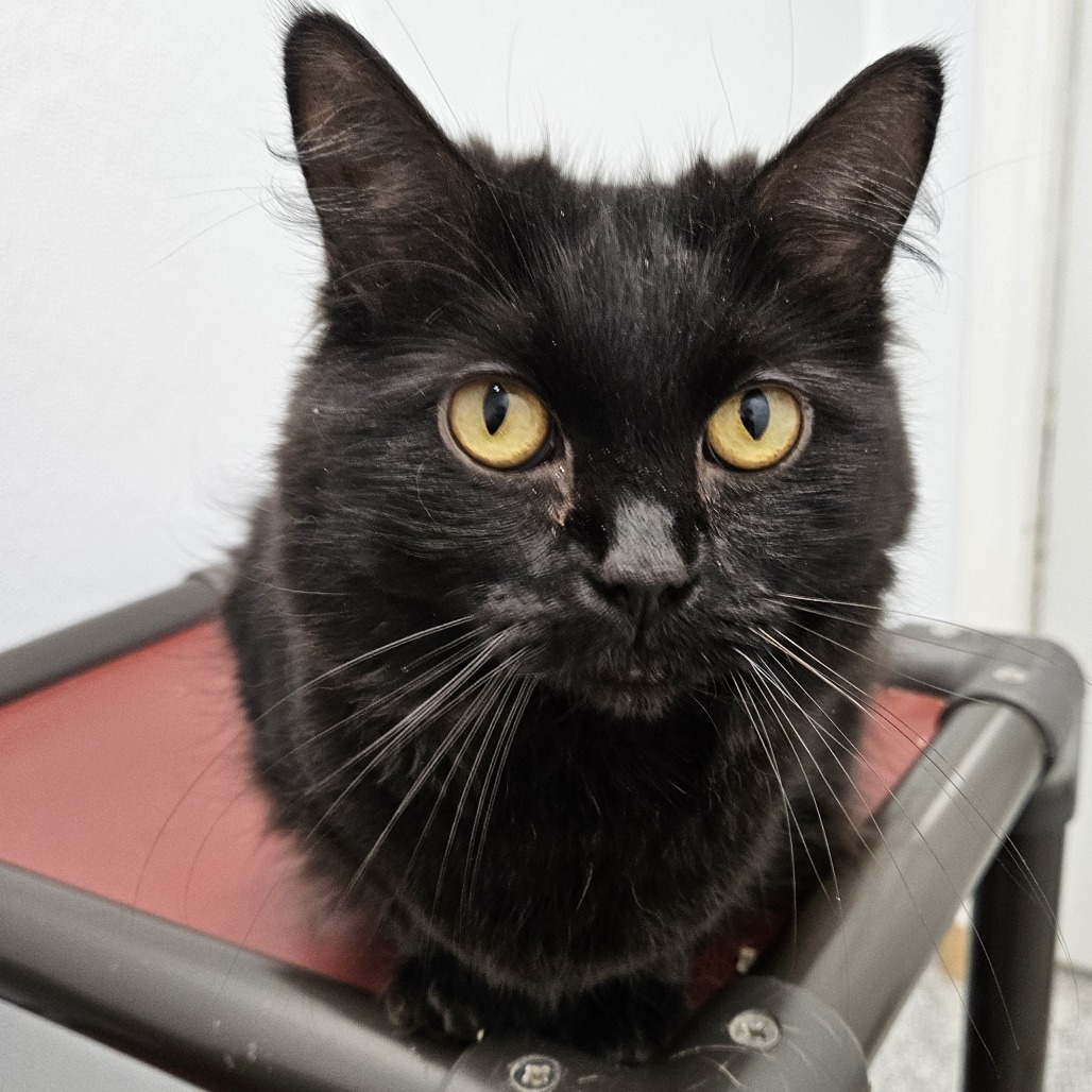 Katy Purry, an adoptable Domestic Medium Hair in Kingman, KS, 67068 | Photo Image 2