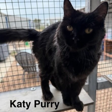 Katy Purry, an adoptable Domestic Medium Hair in Kingman, KS, 67068 | Photo Image 3