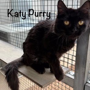 Katy Purry, an adoptable Domestic Medium Hair in Kingman, KS, 67068 | Photo Image 4