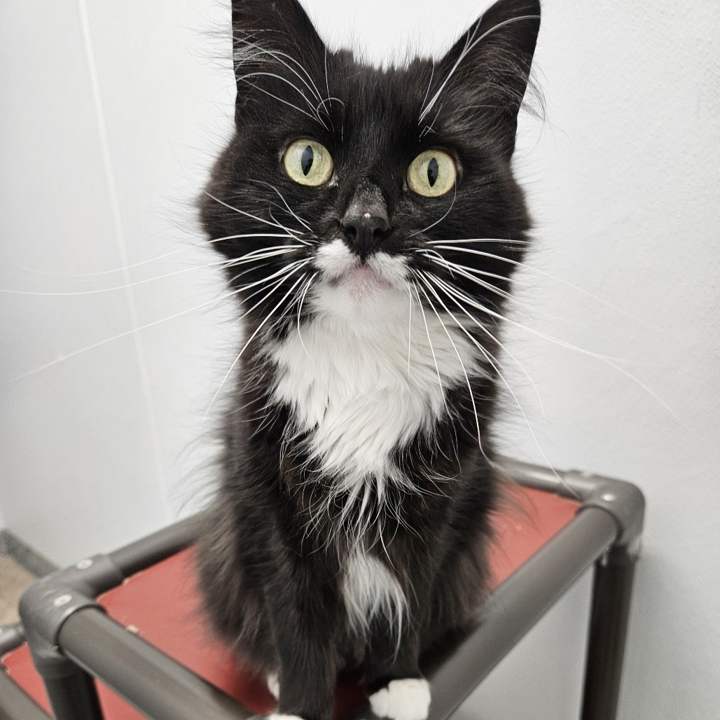 Cat Benatar, an adoptable Domestic Long Hair in Kingman, KS, 67068 | Photo Image 1