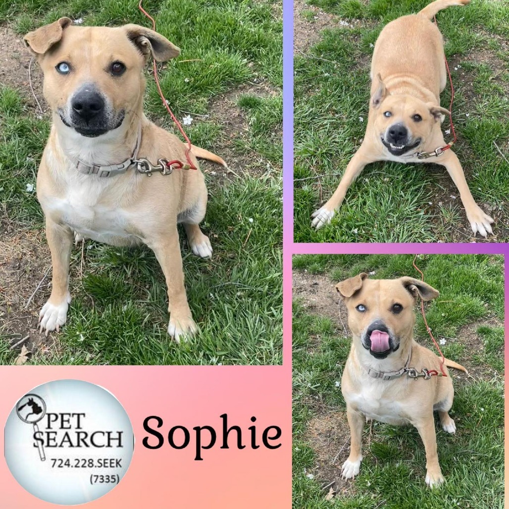 Sophie