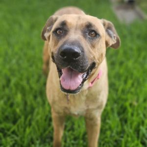 Hi there Im Sandy K-9 Angels rescued me off the streets with my litter of puppies and now that we