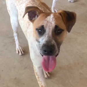 Titan is a medium mix older puppy who is ready for his active forever home This guy is friendly wit