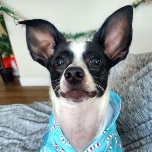 Meet Bug Bug is a 16-pound bundle of energy and quirkiness just waiting for the right person to gi