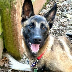 Meet Oreo a 62 pound Belgian Malinois mix and an ultimate sweetheart Oreo came to Rocket Dog from 