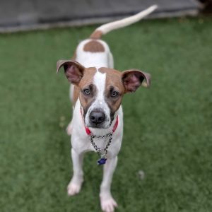 Thanos is a medium mix older puppy and an absolute sweetheart This guy is friendly with people and