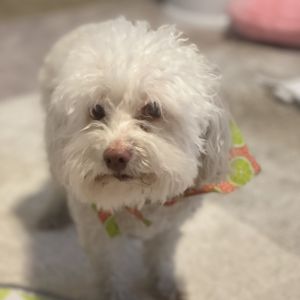 Meet Riley - A Loving 9-Year-Old Maltipoo Looking for a Calm Kid-Free Home Riley is a sweet and sp