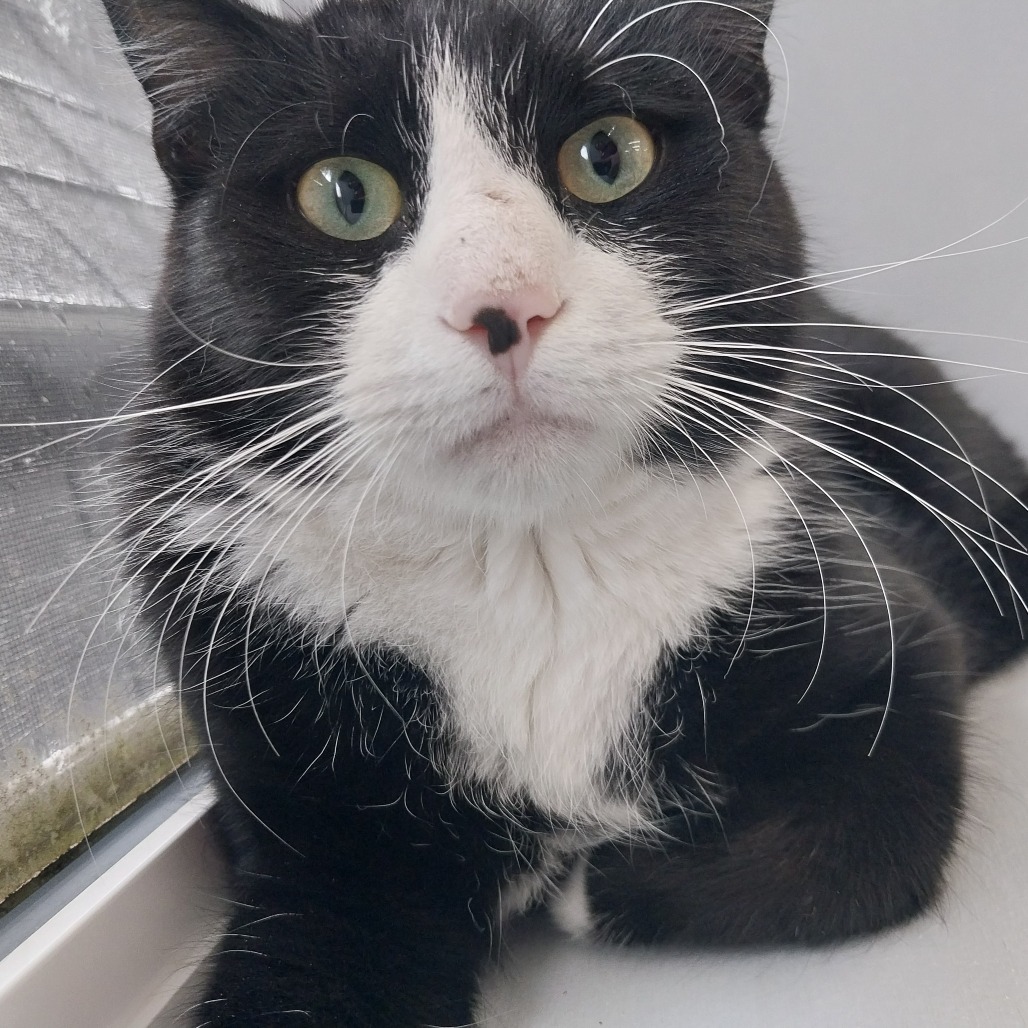 Hami Melon (Horseheads Petsmart)