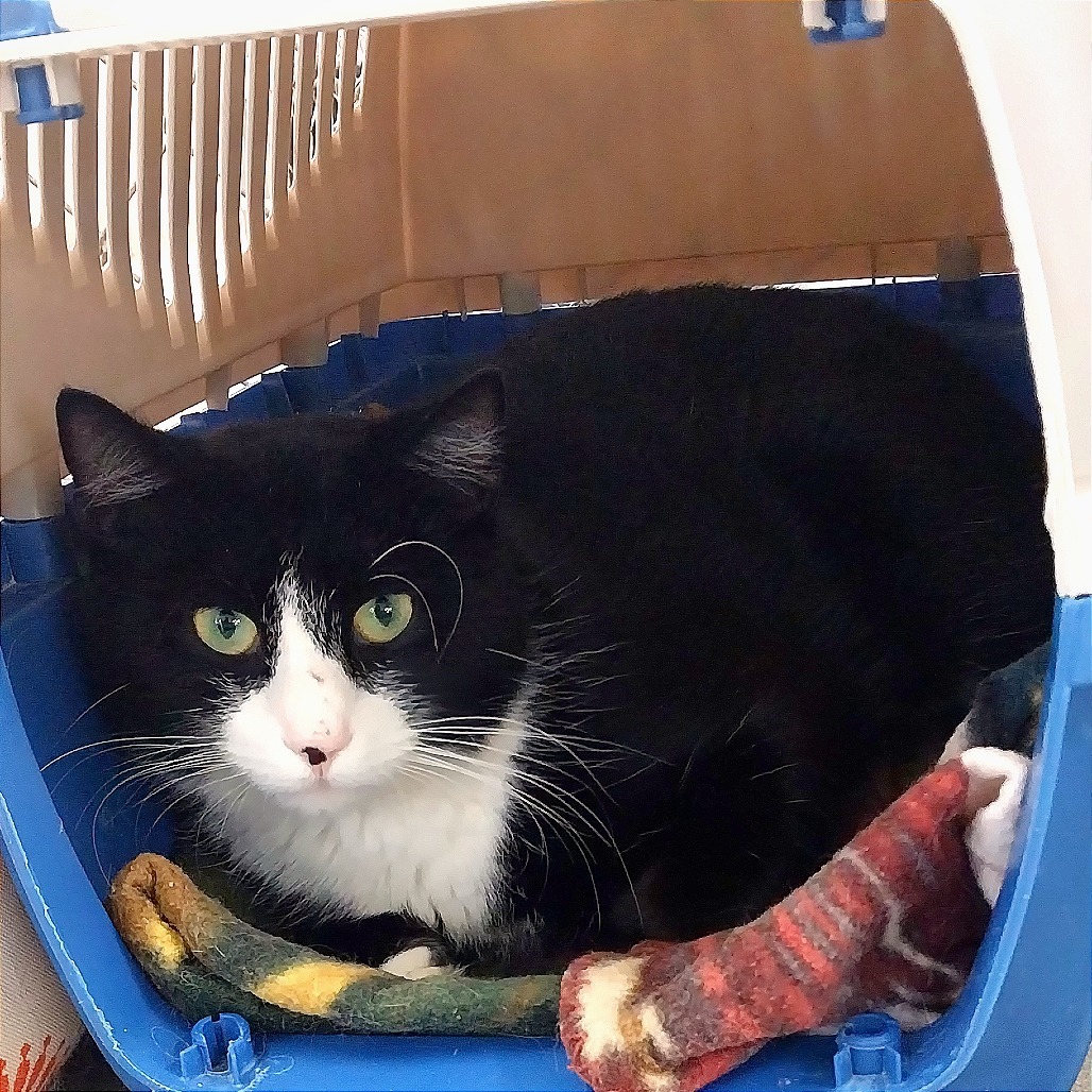 Hami Melon (Horseheads Petsmart)