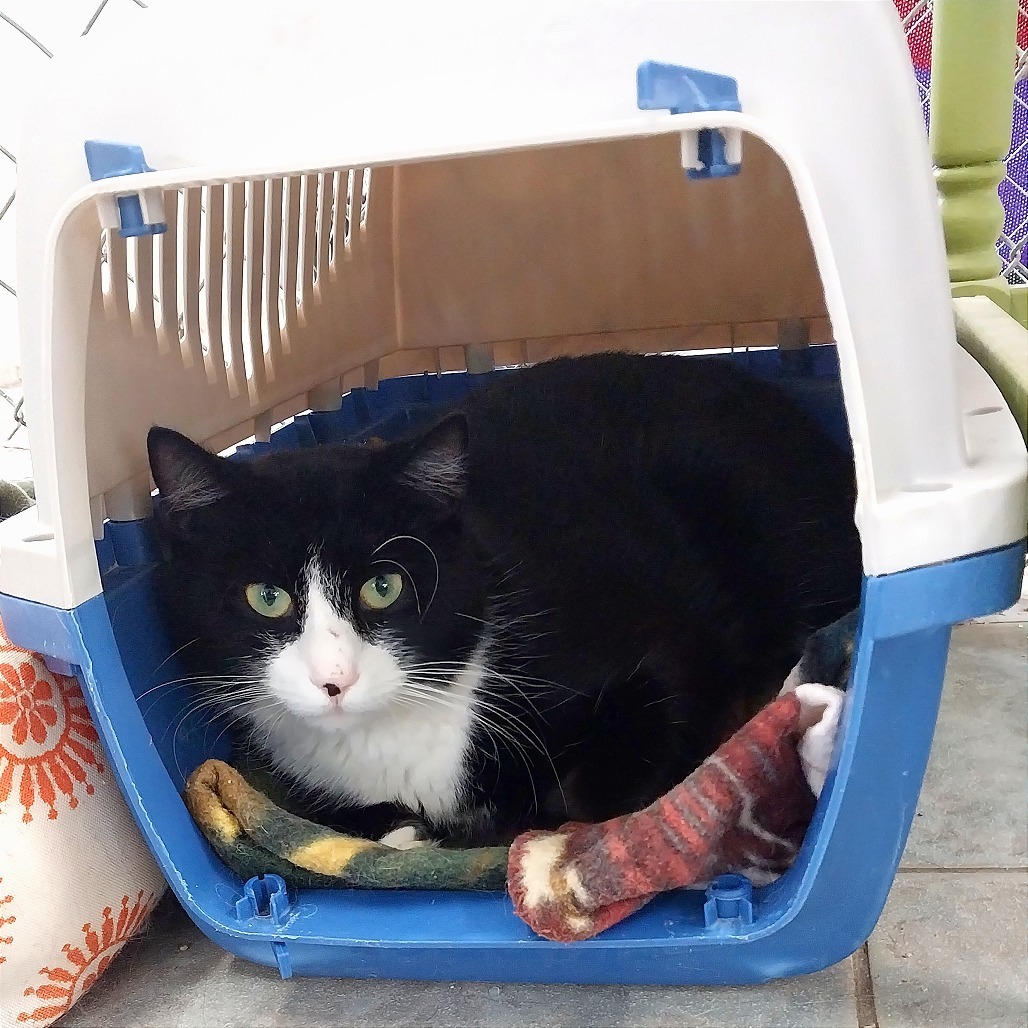 Hami Melon (Horseheads Petsmart)