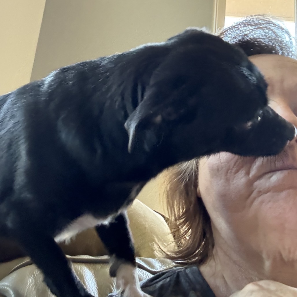 Candy, an adoptable Chihuahua, Rat Terrier in Cashmere, WA, 98815 | Photo Image 5