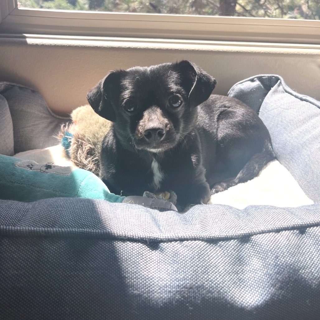 Candy, an adoptable Chihuahua, Rat Terrier in Cashmere, WA, 98815 | Photo Image 6