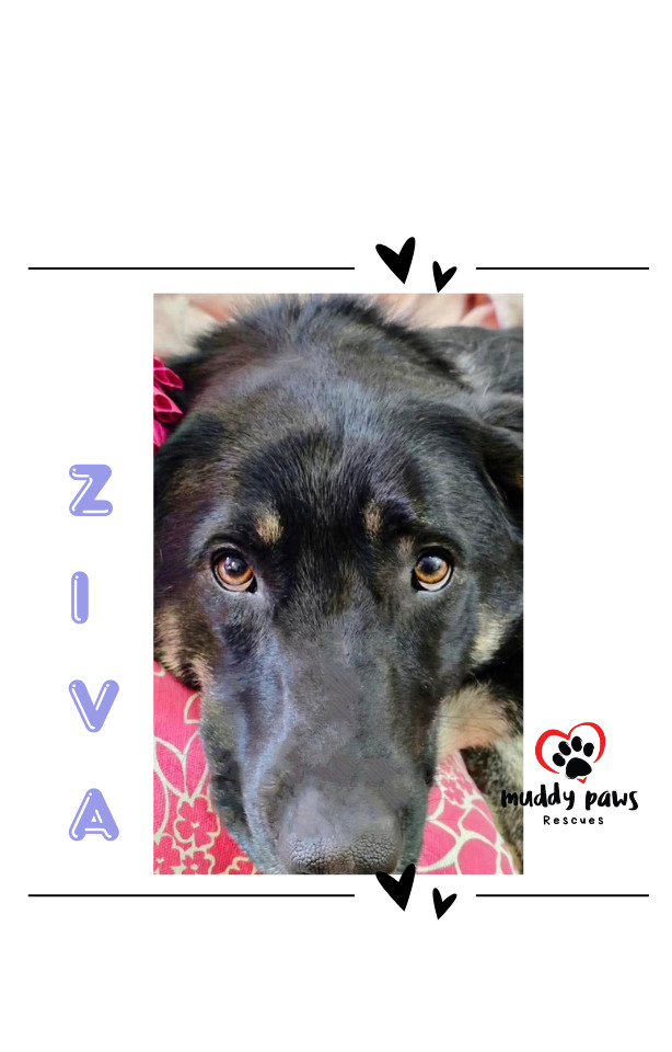 Ziva - Adoption Pending