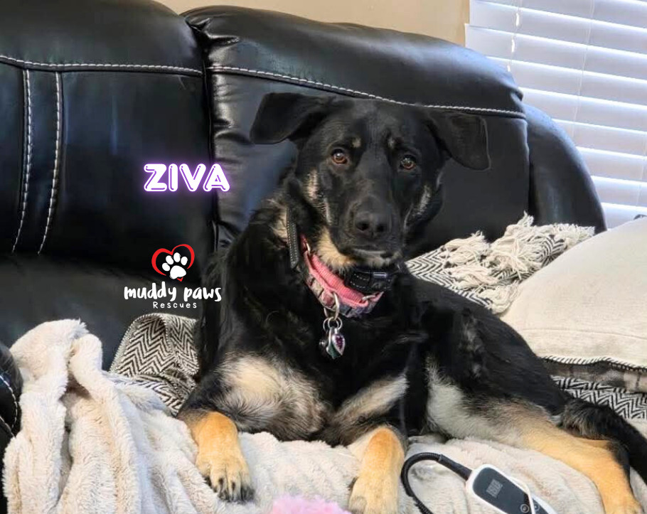 Ziva - Adoption Pending