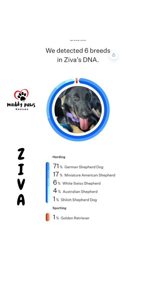 Ziva - Adoption Pending