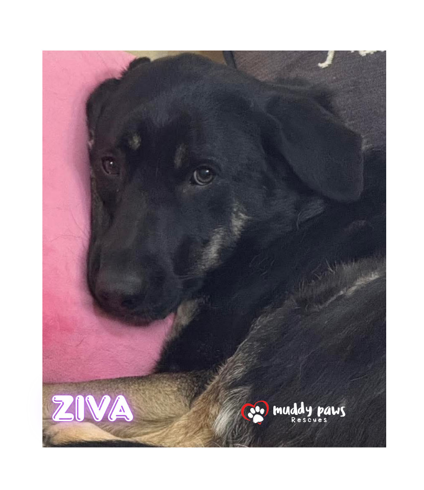 Ziva - Adoption Pending