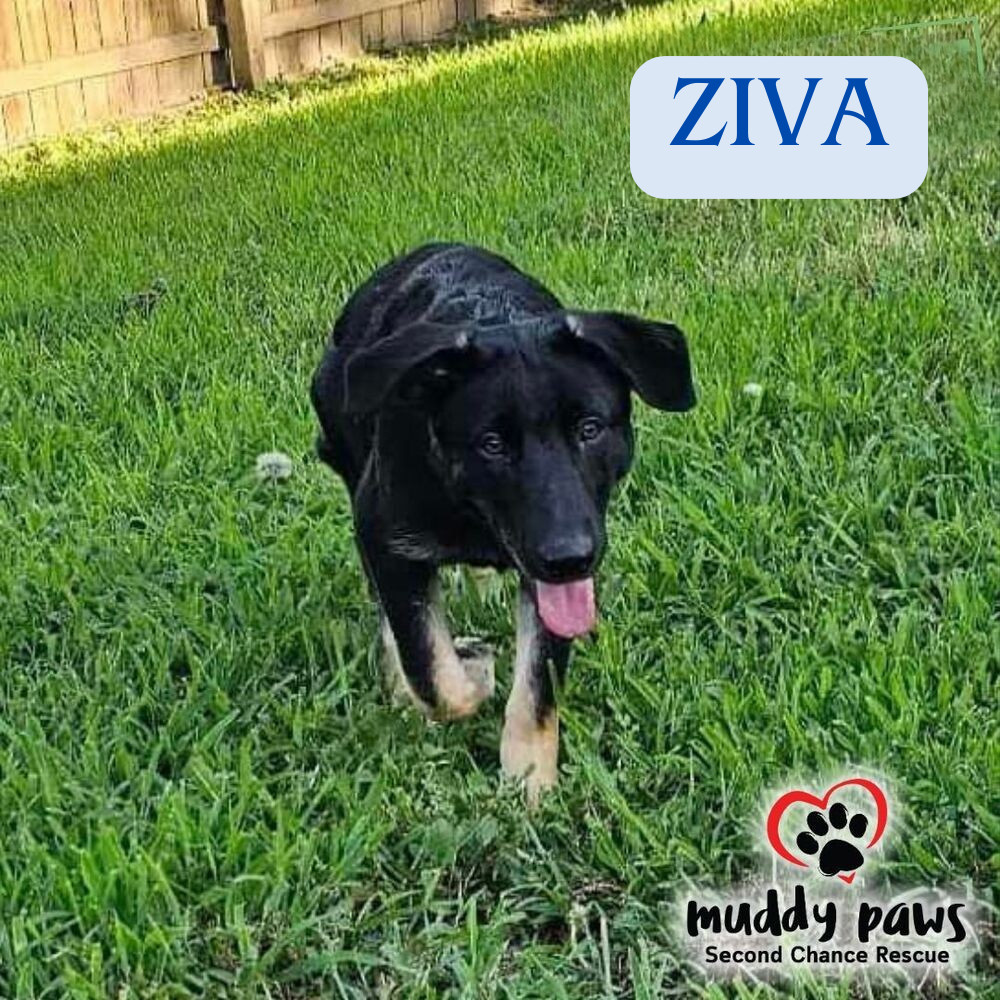 Ziva - Adoption Pending