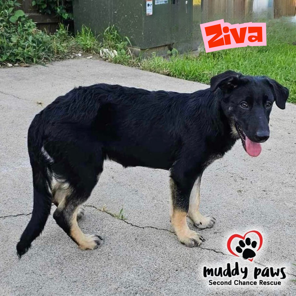 Ziva - Adoption Pending