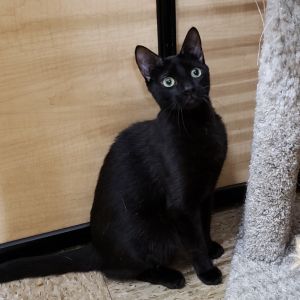 Cyrus, Young Male Domestic Short Hair