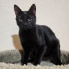 Cyrus photo 3
