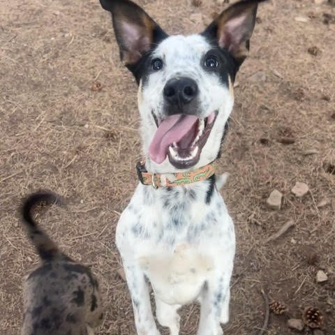 Kona - Leash Trained, Loves Dogs!