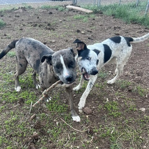 Kona - Leash Trained, Loves Dogs!