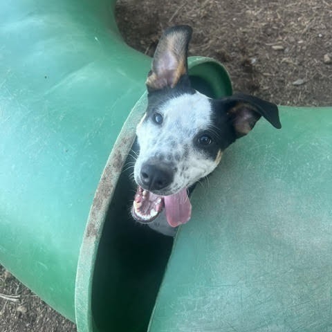 Kona - Leash Trained, Loves Dogs!