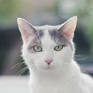 Samuel, Adult Male Domestic Short Hair