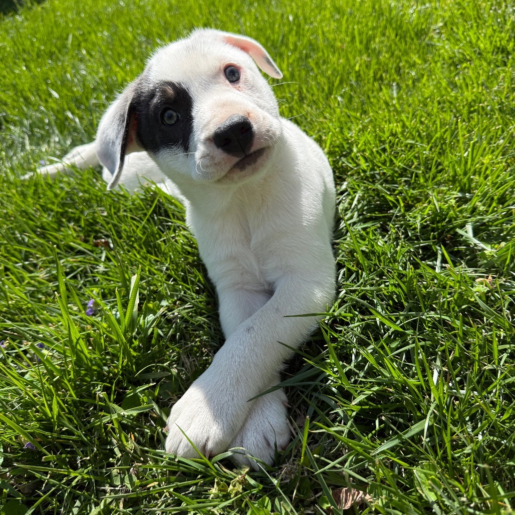 Snoopy
