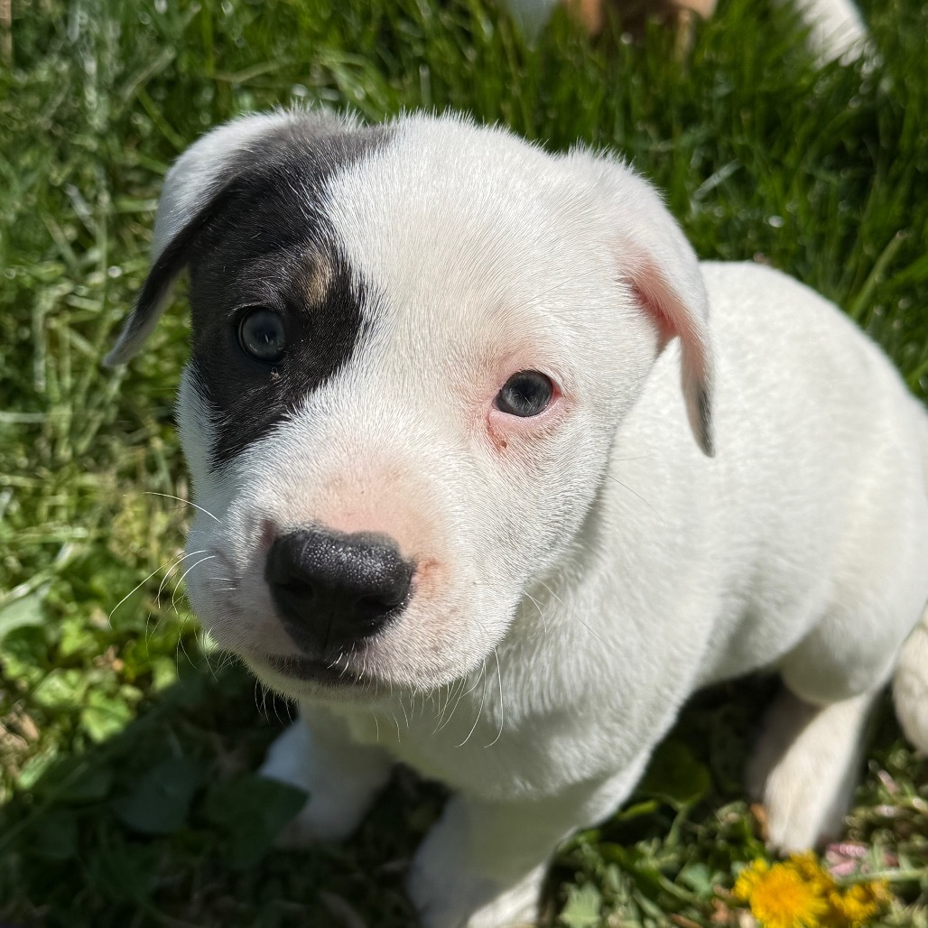 Snoopy