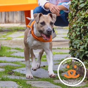 Wonderboy is a sweet affectionate one-year-old boy with a mellow personality and bursts of playful 
