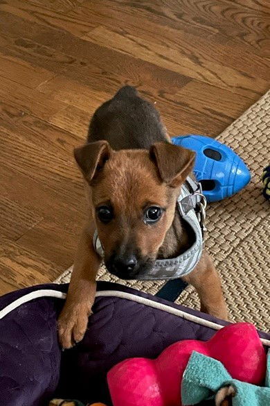 Hugo (aka Baby Runt)