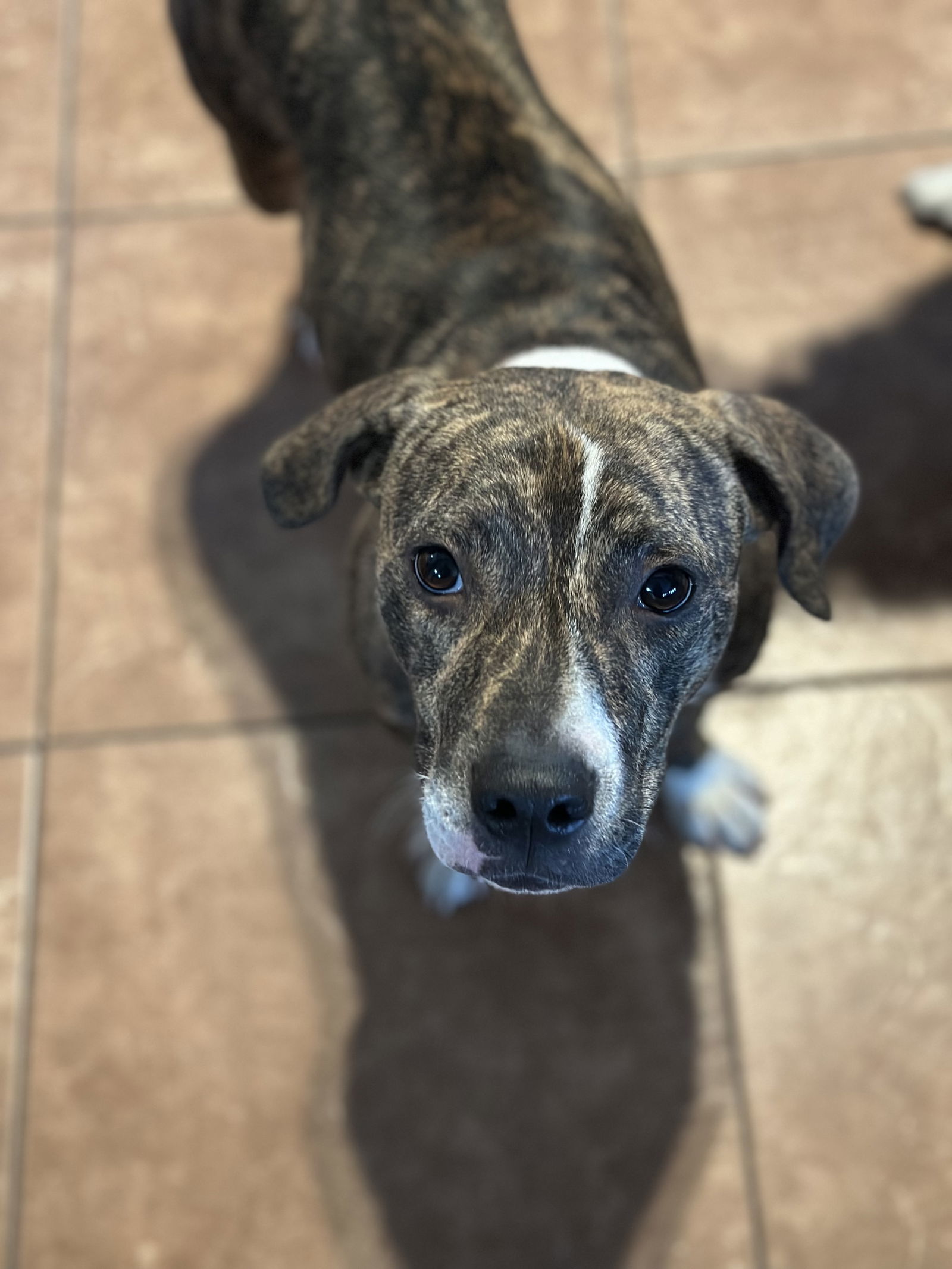 Freddie Mercury, an adoptable Mountain Cur in Polson, MT, 59860 | Photo Image 1