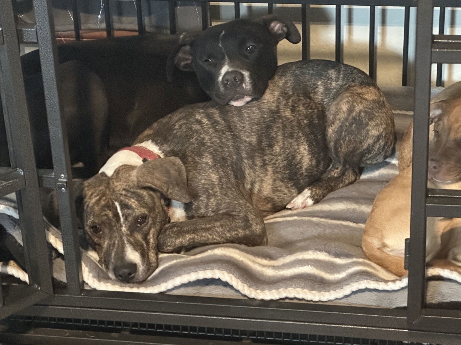 Freddie Mercury, an adoptable Mountain Cur in Polson, MT, 59860 | Photo Image 2