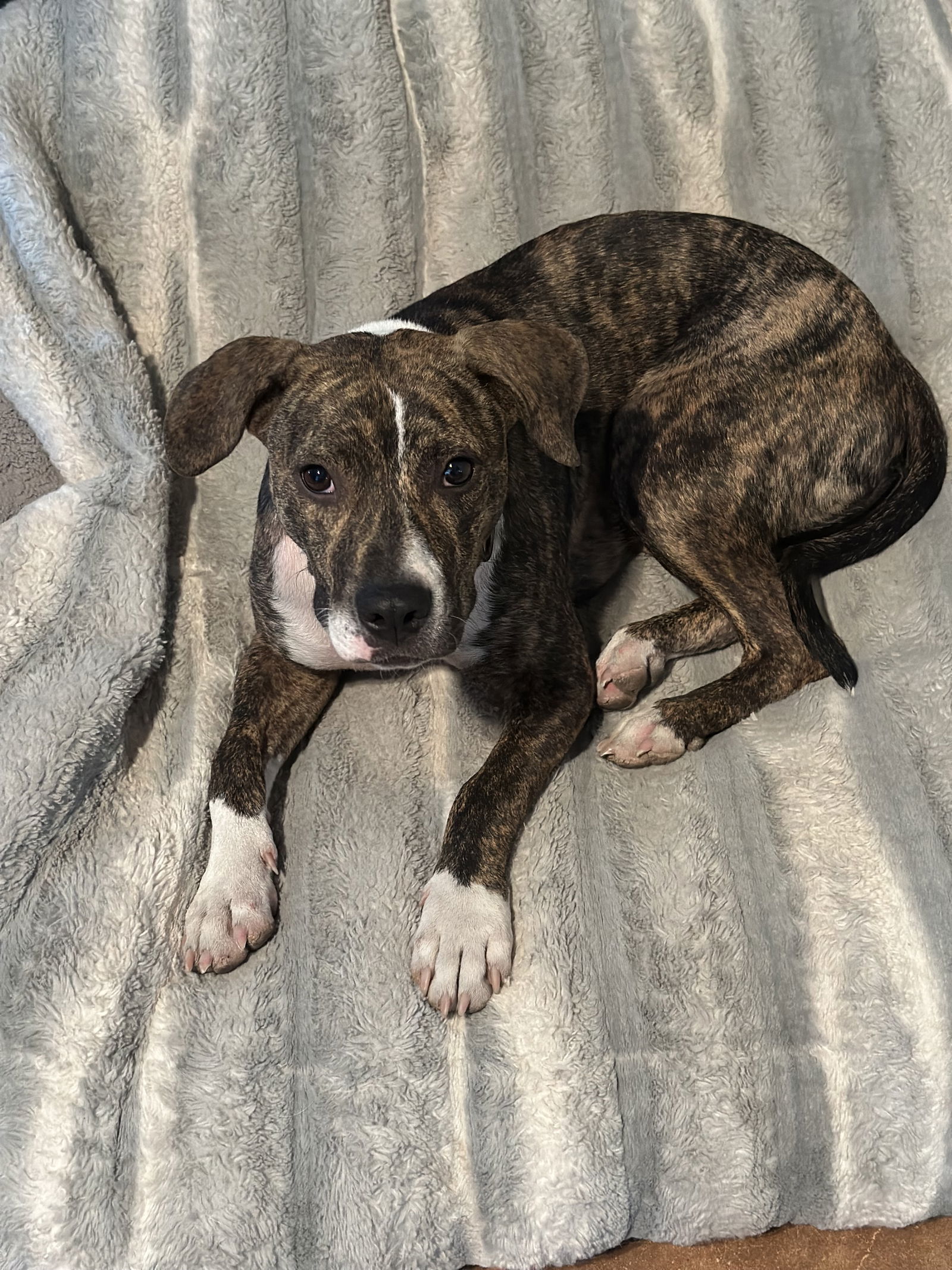 Freddie Mercury, an adoptable Mountain Cur in Polson, MT, 59860 | Photo Image 3