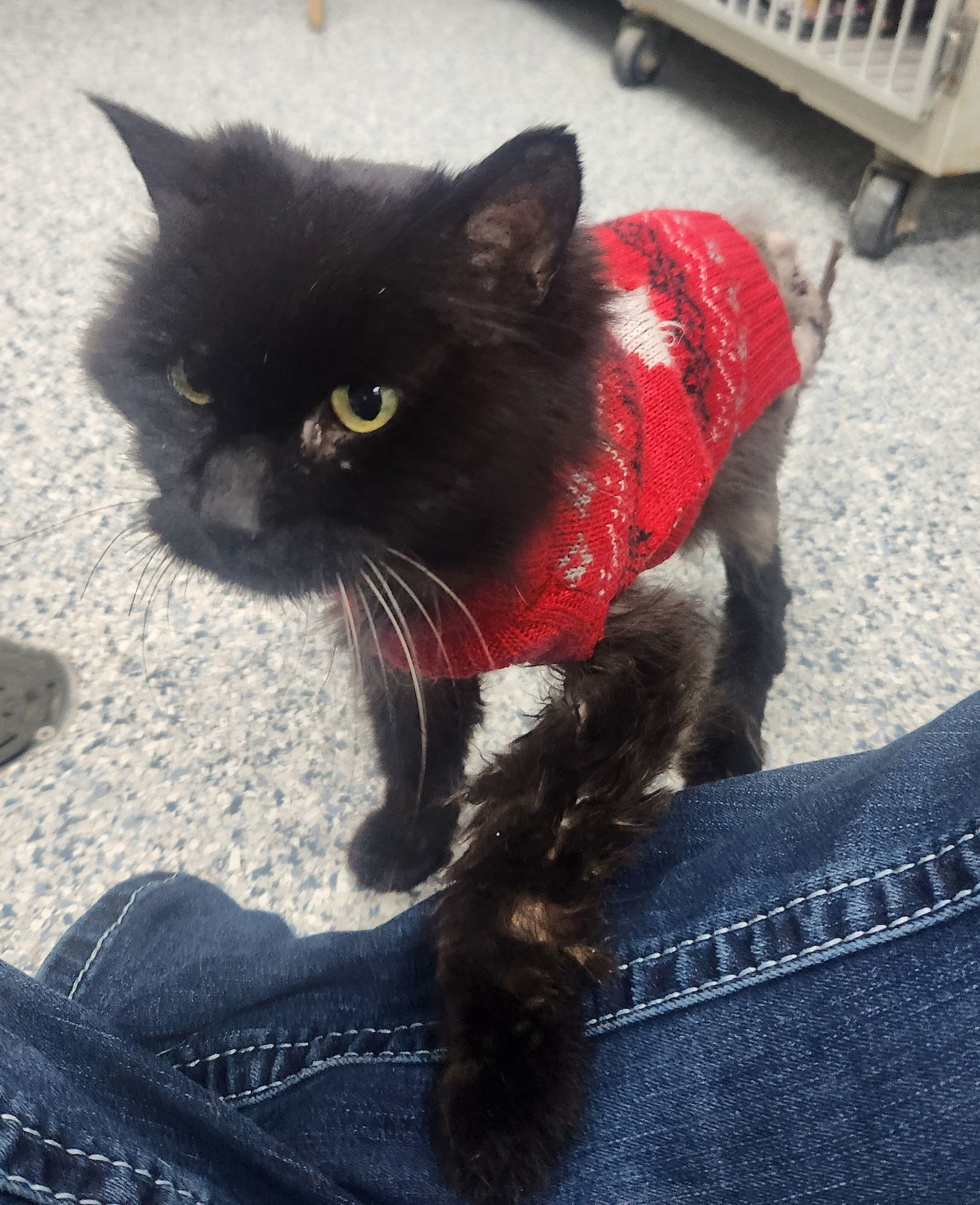 Panther
