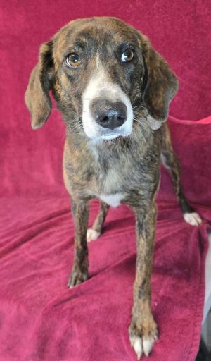 Ophelia - 1 yr 41 lbs Plott Hound Mix Spayed Our Team Says Ophelia needs a home outside of the