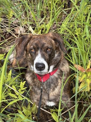 Ophelia - 1 yr 41 lbs Plott Hound Mix Spayed Our Team Says Ophelia needs a home outside of the