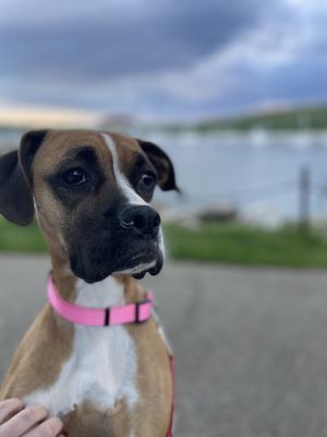 Sunflower - 3 yrs 41lbs Boxer Spayed This dog is eligible to join our foster-to-adopt program Pl