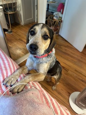 Lazarus - 3 yrs 39 lbs BeagleHeeler Neutered This dog is eligible to join our foster-to-adopt pr
