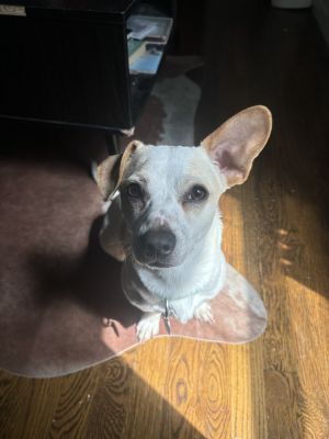 Dougie - 1 years  15lbs Corgi Mix Neutered This dog is eligible to join our foster-to-adopt progr
