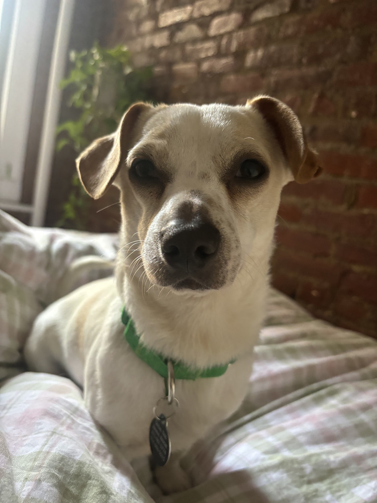 Dougie
