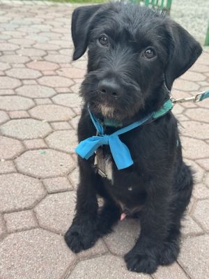 Ronaldo - 14 wks  17 lbs as of 0505 Terrier Mix Neutered Expected Full Grown Size Around 50lbs