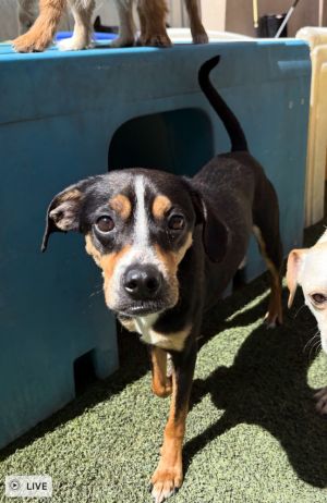 Harvey - 3 years  16lbs Beagle  Chi Mix Neutered This dog is eligible to join our foster-to-adop
