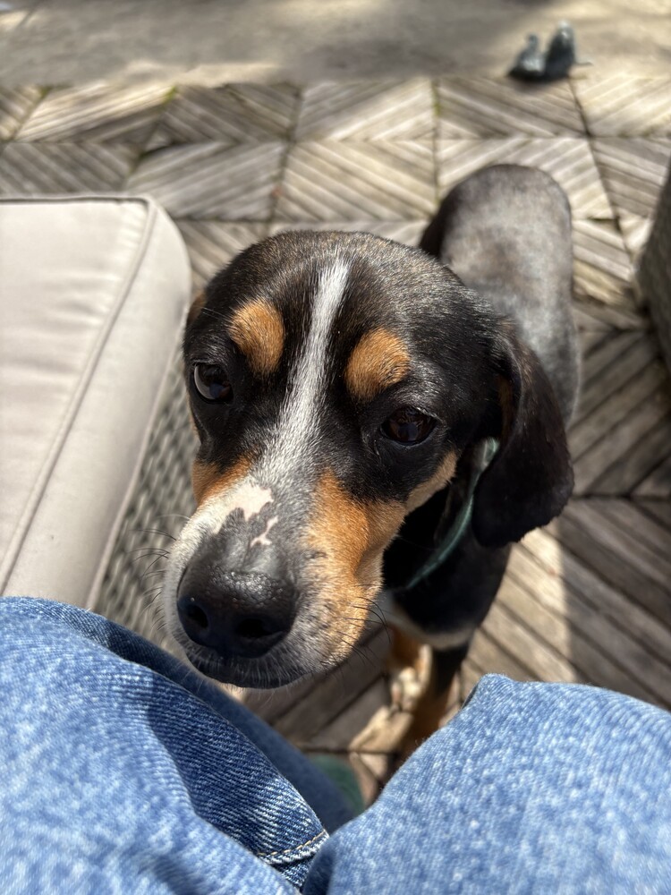 Harvey
