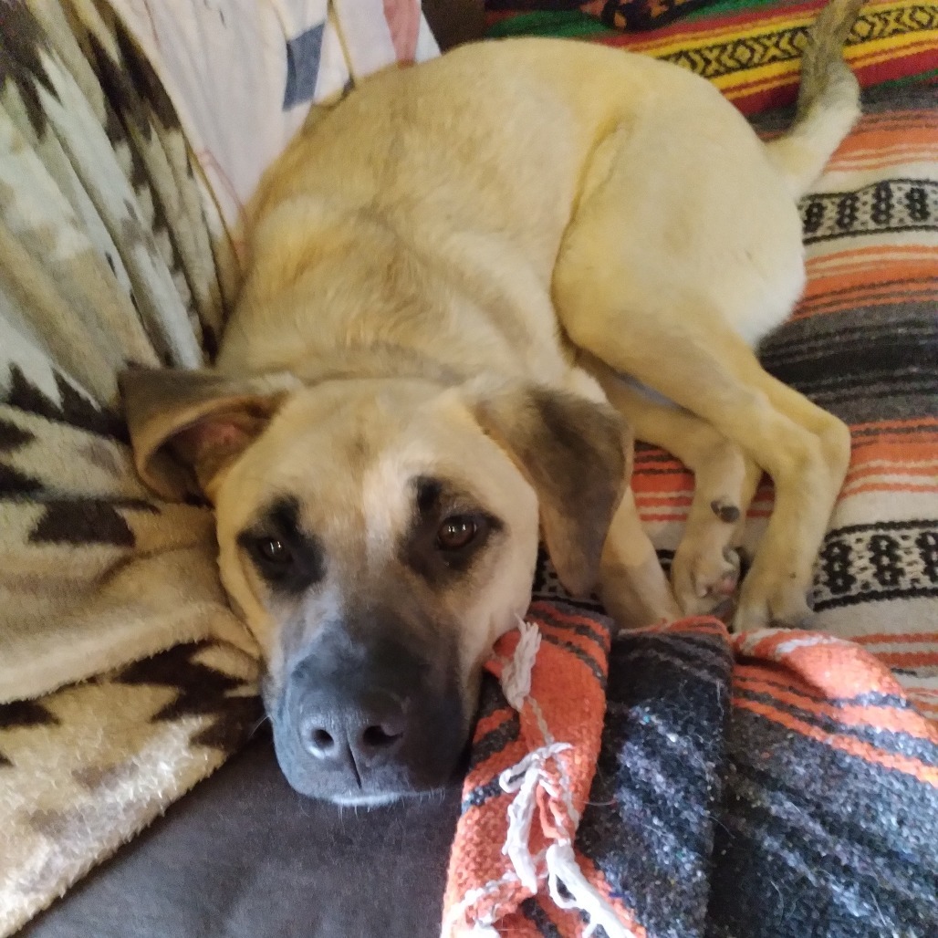 Sandy- Loves Dogs & Treats! Adopt $50