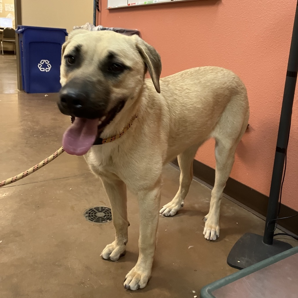 Sandy- Loves Dogs & Treats! Adopt $50
