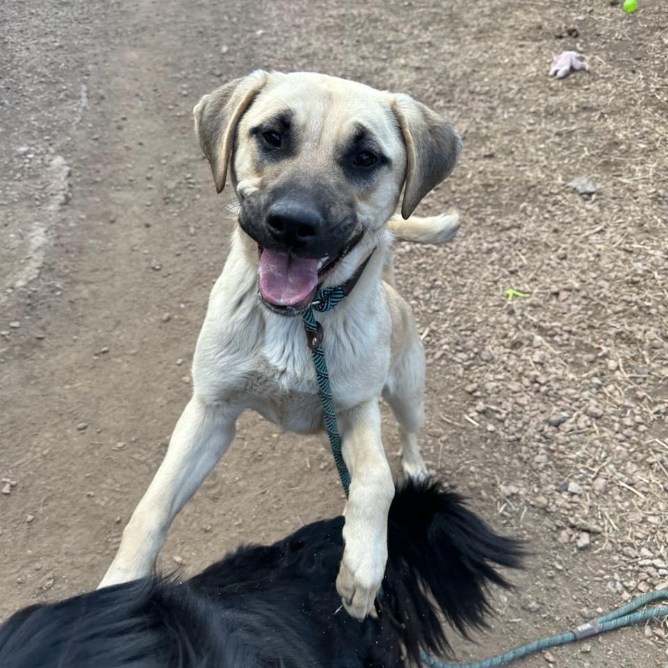 Sandy- Loves Dogs & Treats! Adopt $50